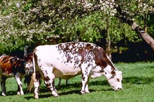 vache