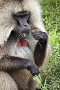 Gelada_Baboon_Semien_Mountains_Ethiopia