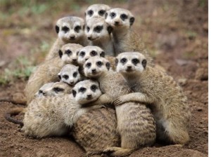 suricate