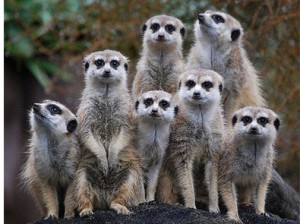 suricate2