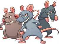 SOMMES-NOUS UN PAYS RAT-CISTE ? (Cédric de Valfrancisque)