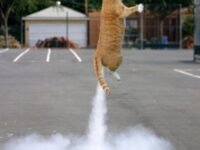 LE CHAT « J’AI PÉTÉ » (Xavier Jésu)