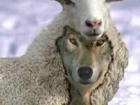 QUAND LES BREBIS ENRAGENT, ELLES SONT PIRES QUE LES LOUPS (Jacques MYARD)